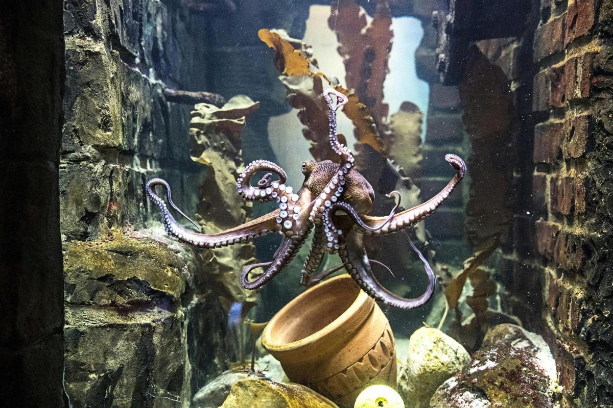 Un pulpo sentado en un cubo en un acuario.