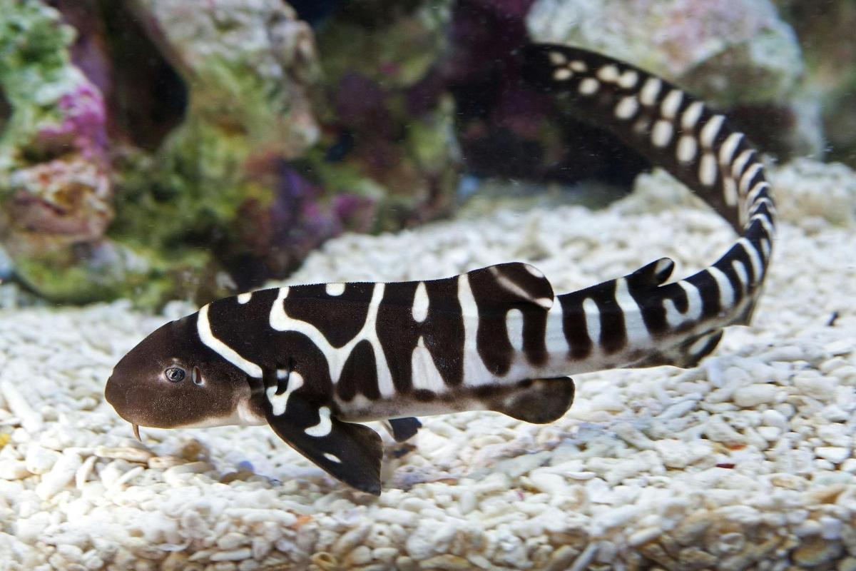 Un pez blanco y negro en un acuario.