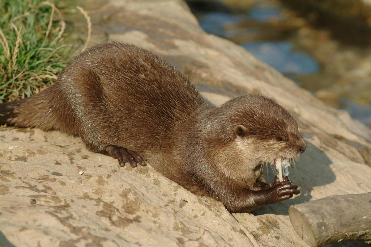 a animal sitting on top of a rock