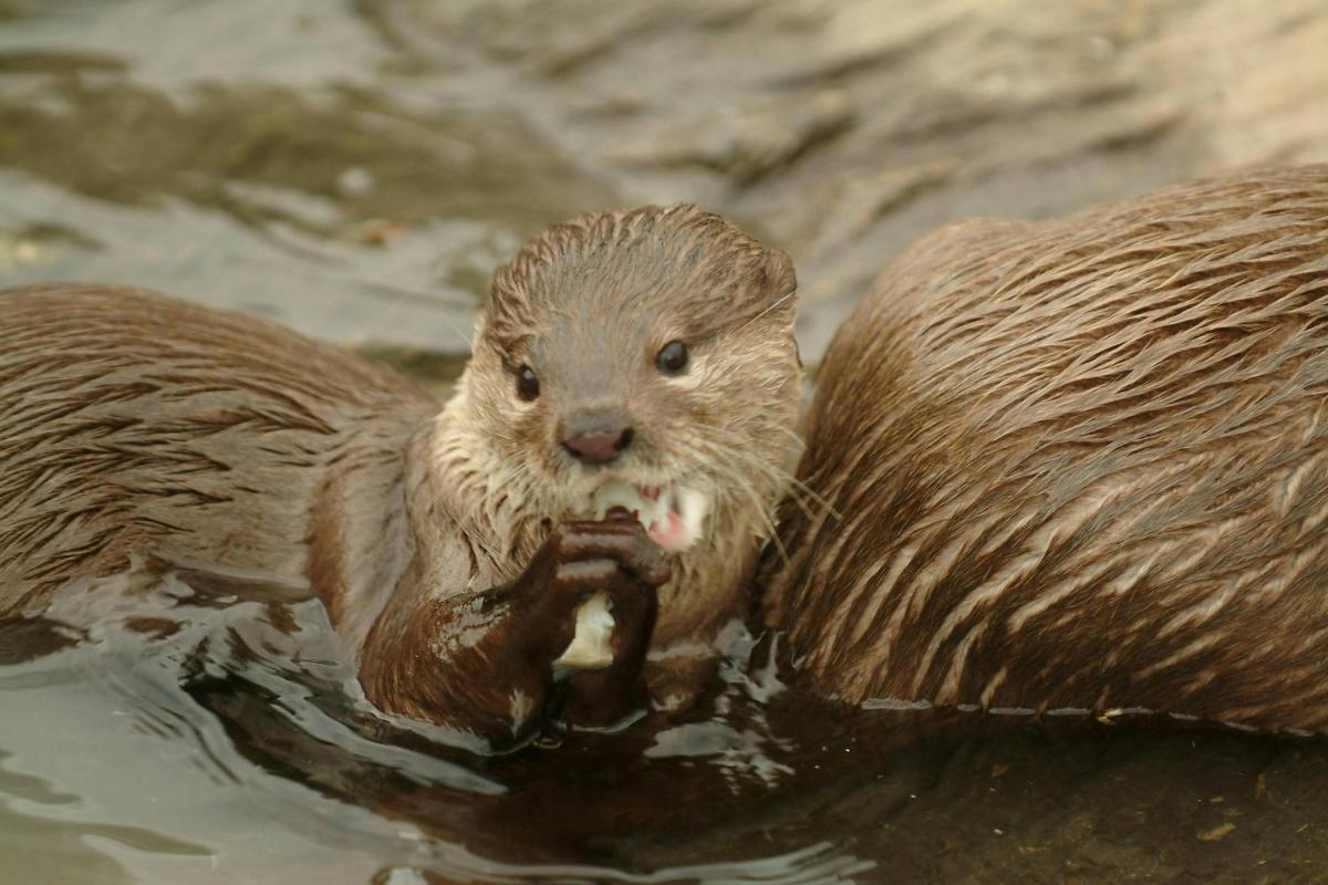 Dos nutrias marrones comiendo comida en el agua
