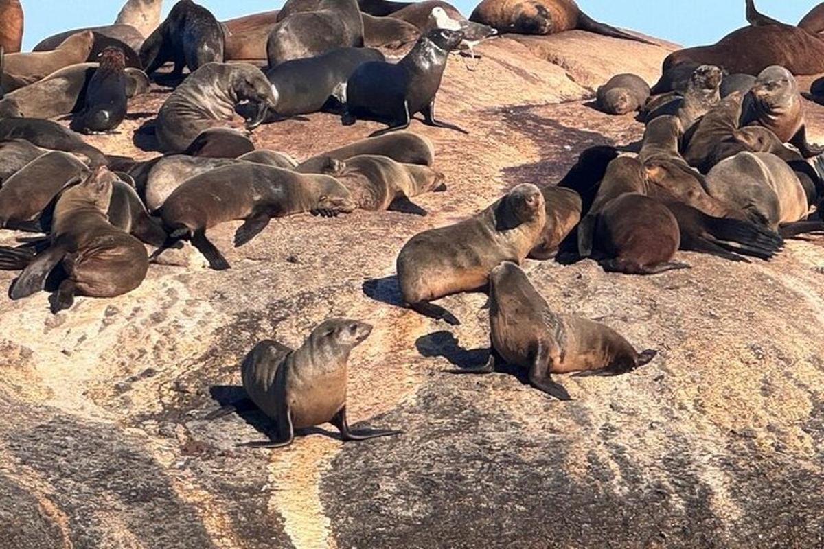 Un grupo de focas recostadas sobre una roca