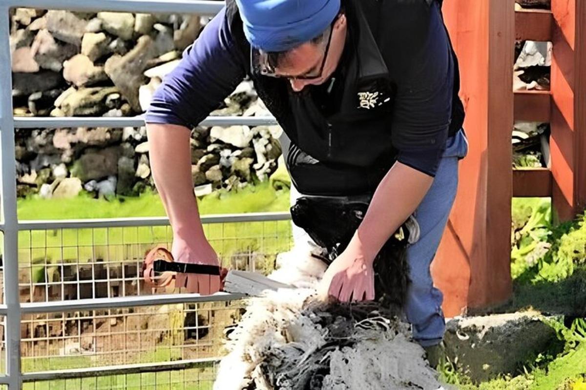 un hombre esquilando una oveja con un esquilador