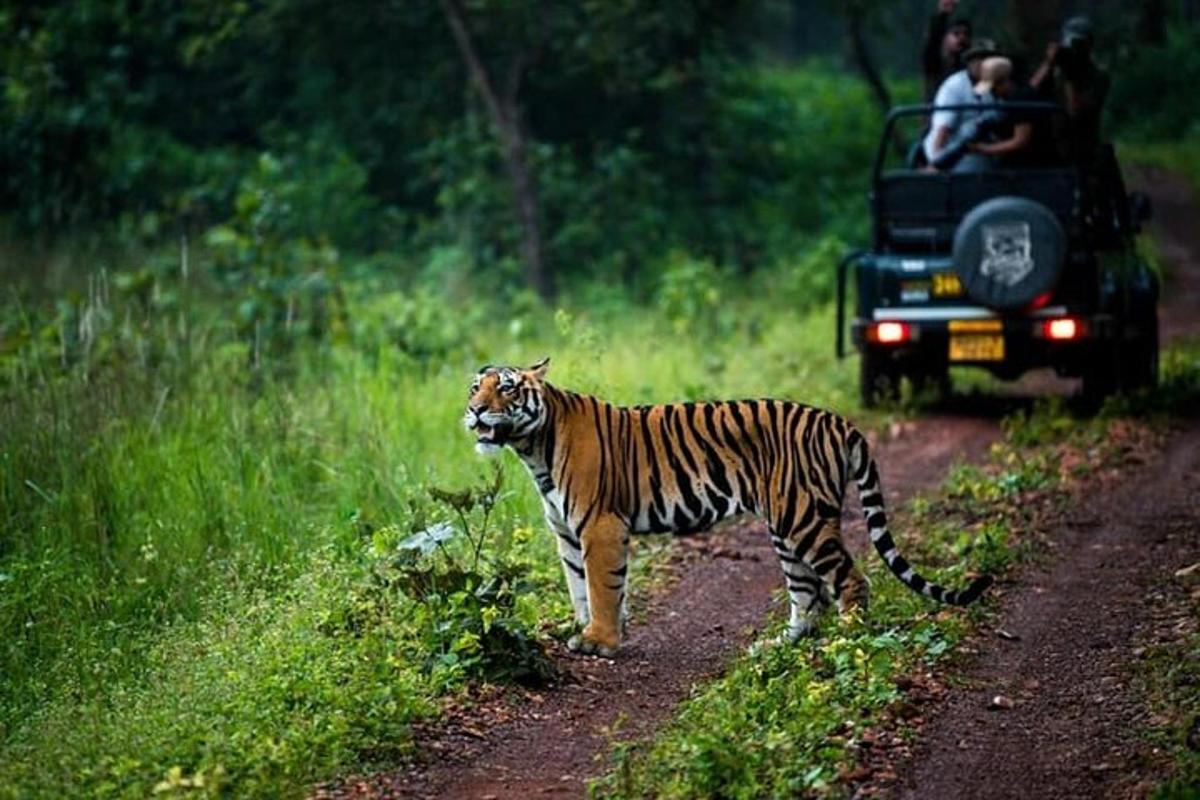 a tiger standing on a dirt road next to a vehicle