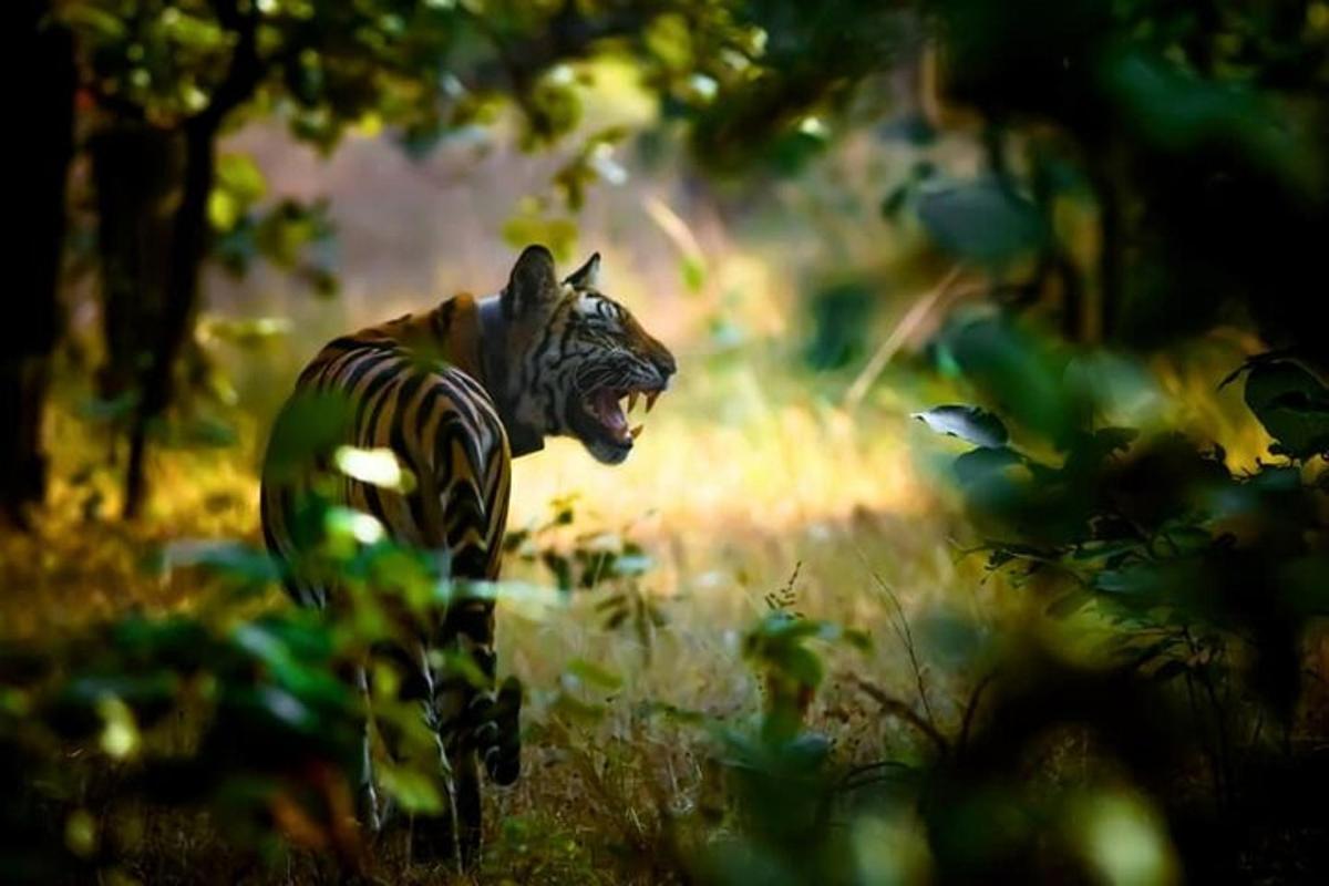 a statue of a tiger standing in the grass