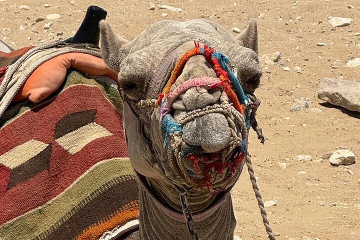 a close up of a rhino wearing a blanket