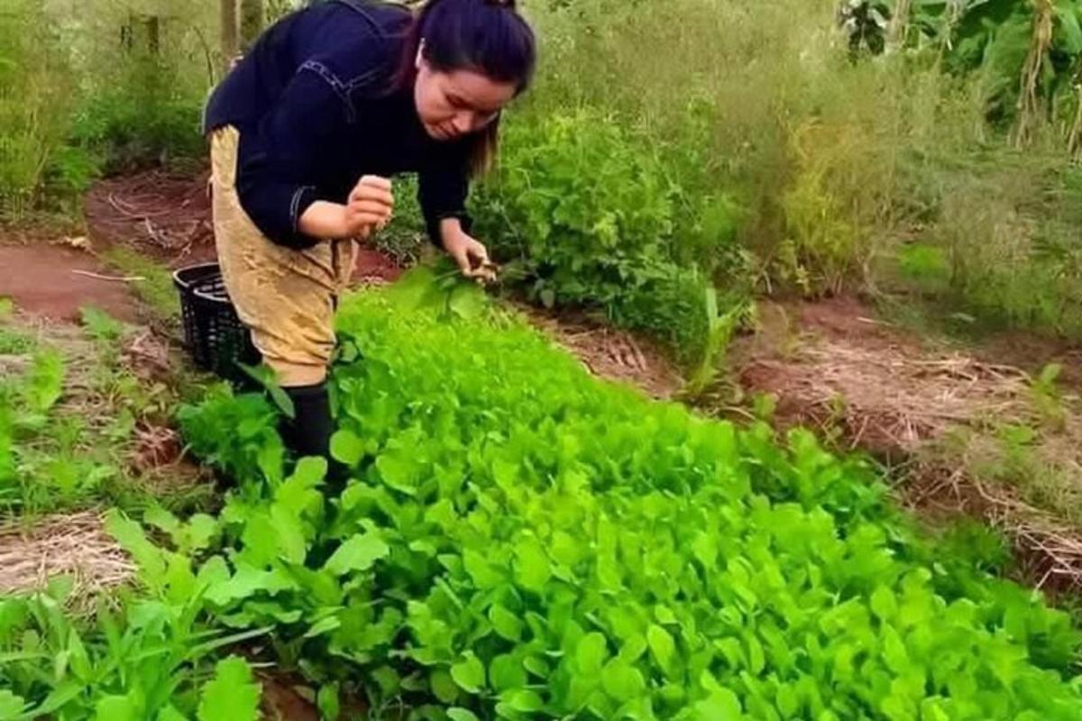 a woman working in a field of green plants