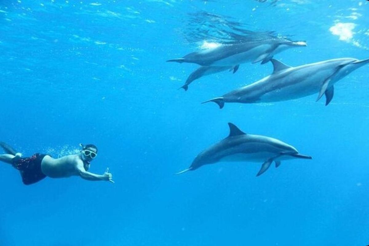 a group of dolphins swimming in the water