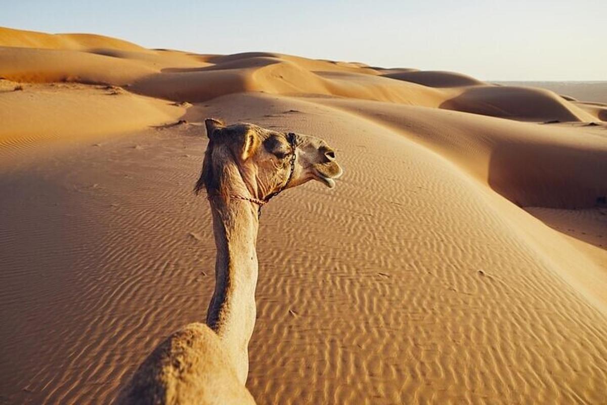 a camel standing in the sand in the desert