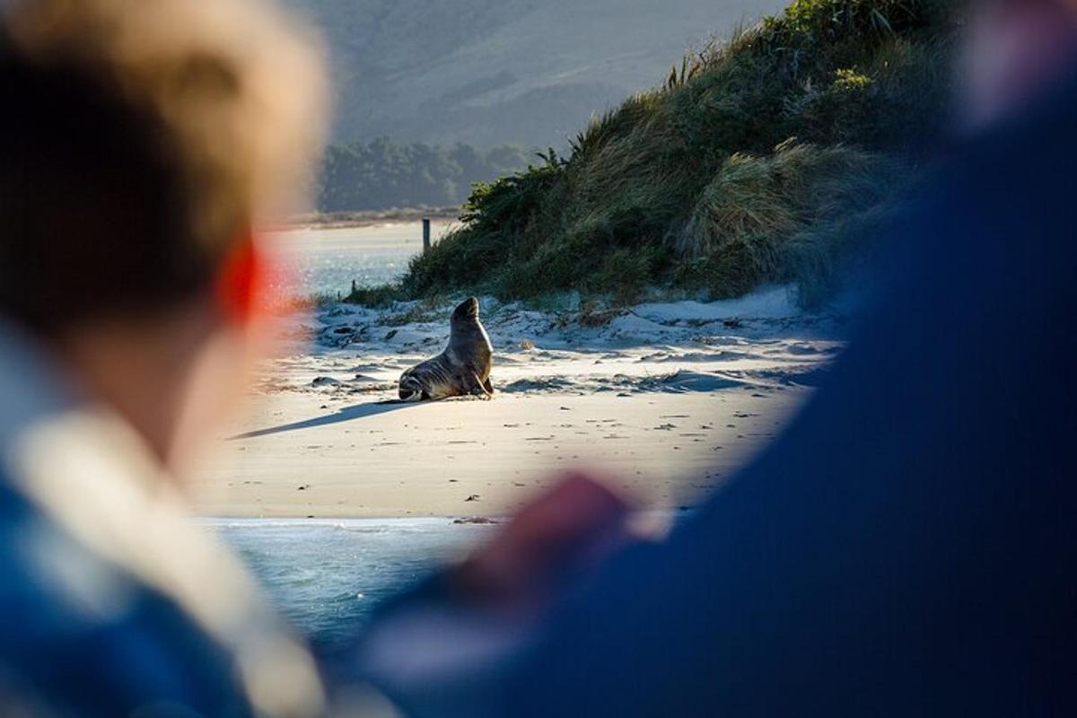 a dog sitting on a beach next to the ocean