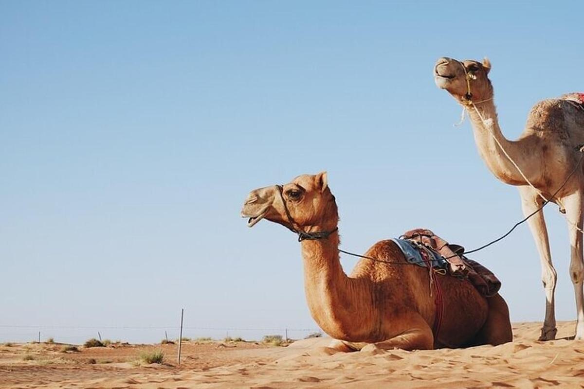 un camell assegut a la sorra del desert