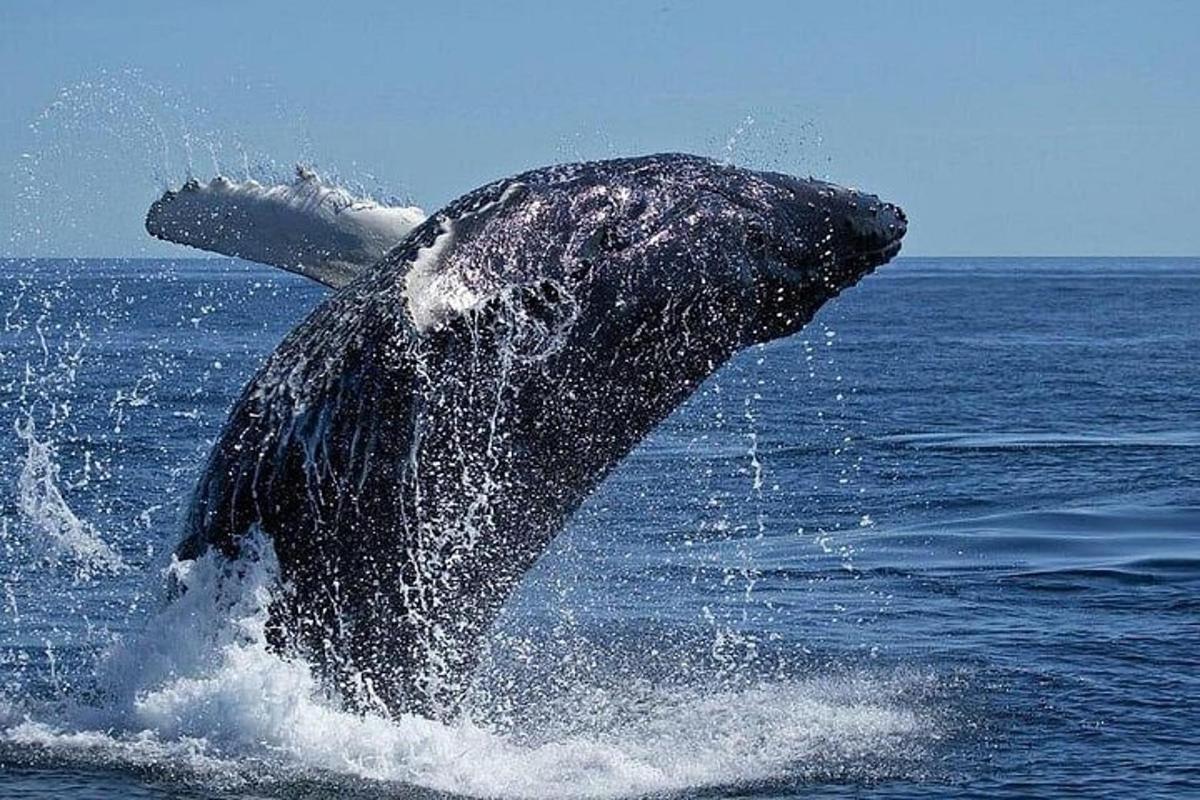 un delfino sta correndo nell'acqua