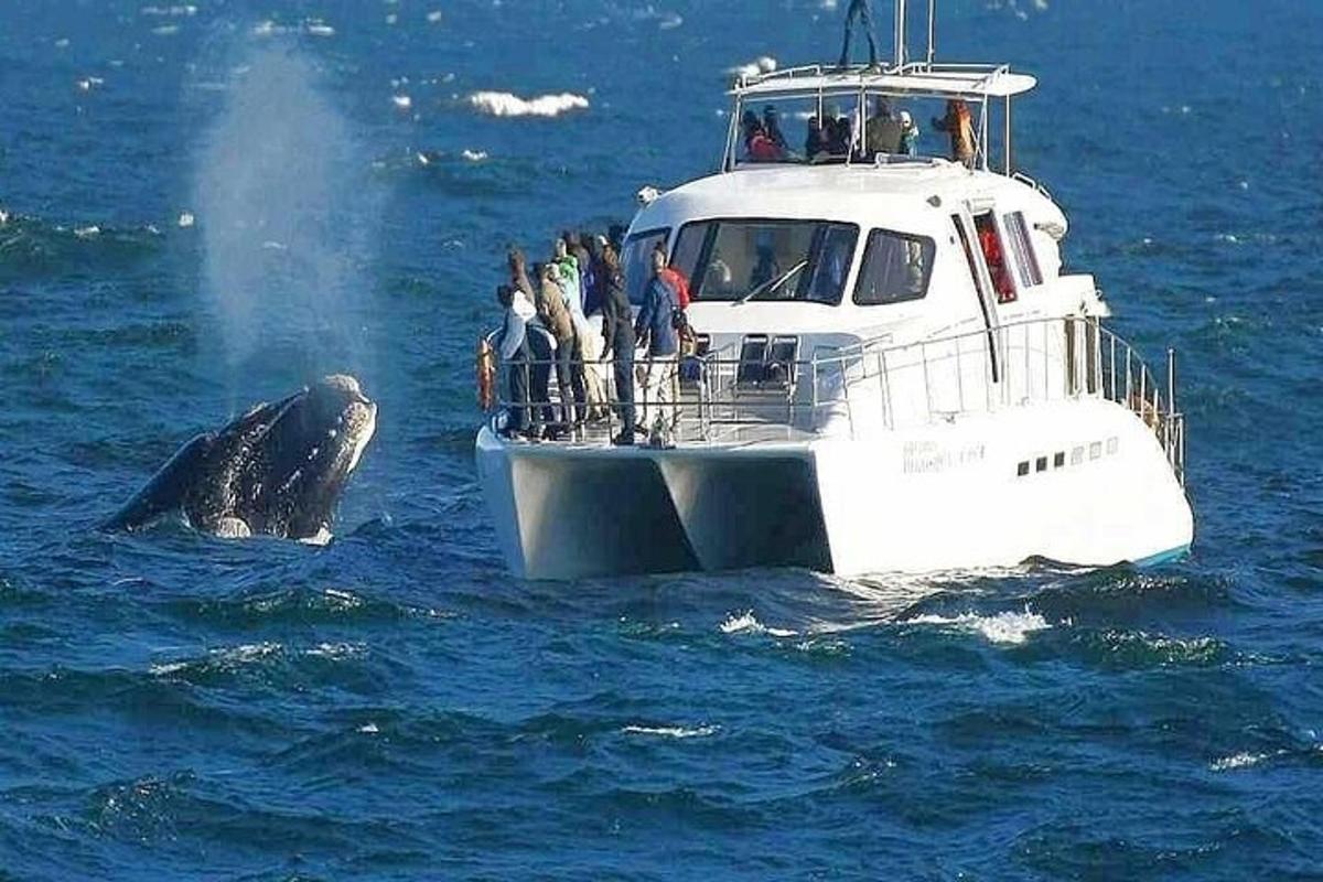 una balena nell'acqua accanto a una barca