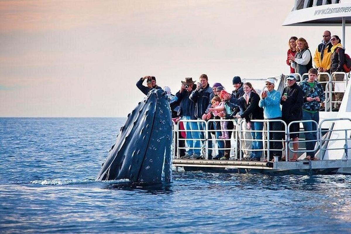 un gruppo di persone su una barca che osserva una balena nell'acqua