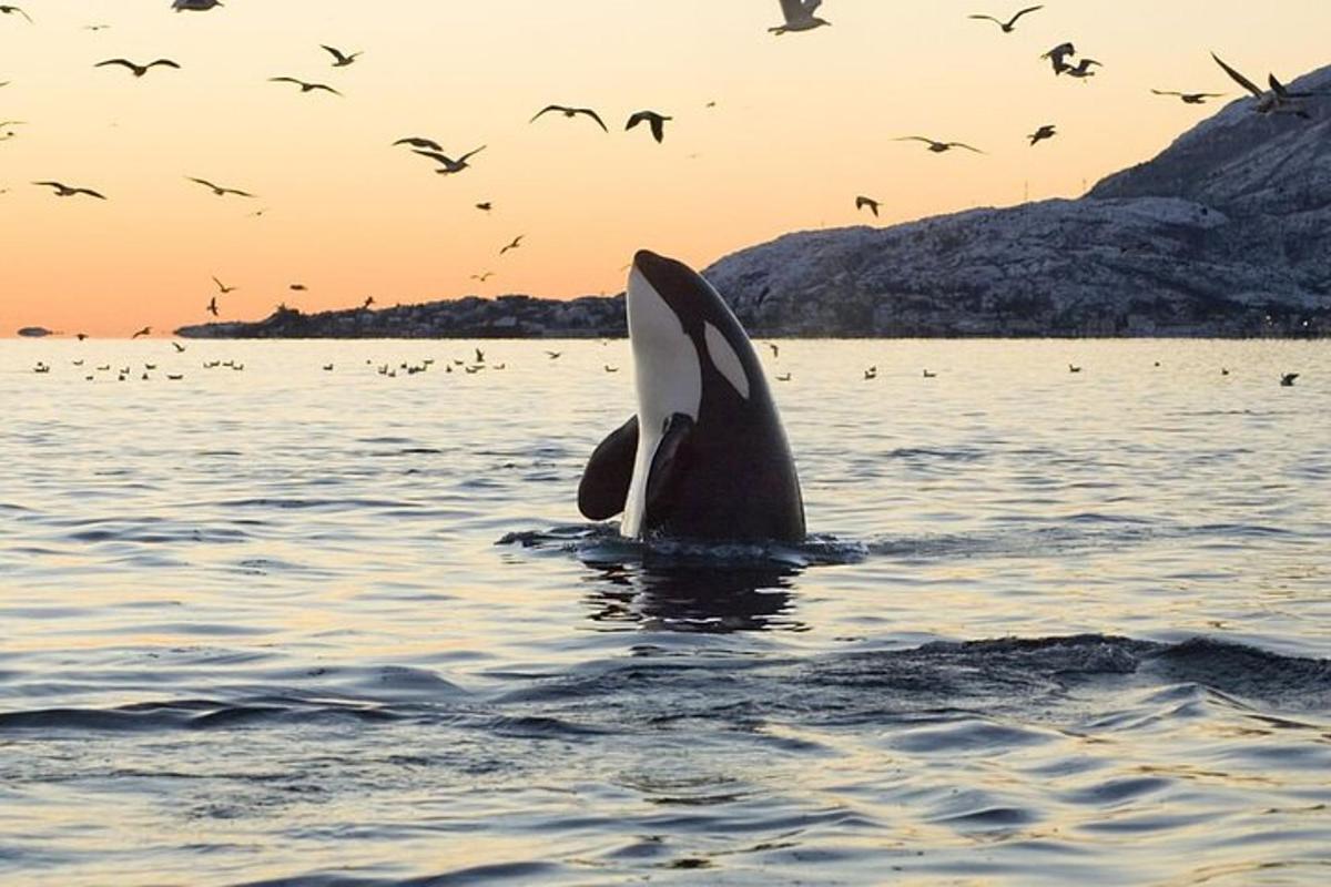 en delfin i vannet med en flokk fugler