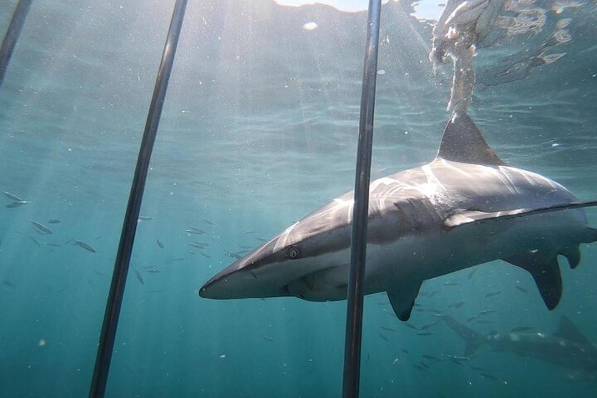a shark is swimming in the water