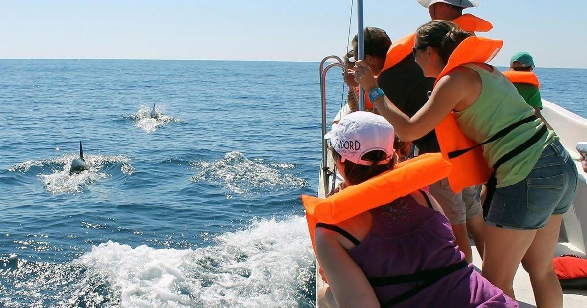 a group of people on a boat looking at dolphins in the water