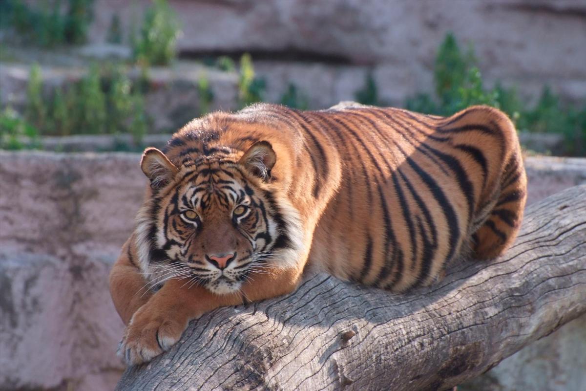 a tiger laying on top of a log