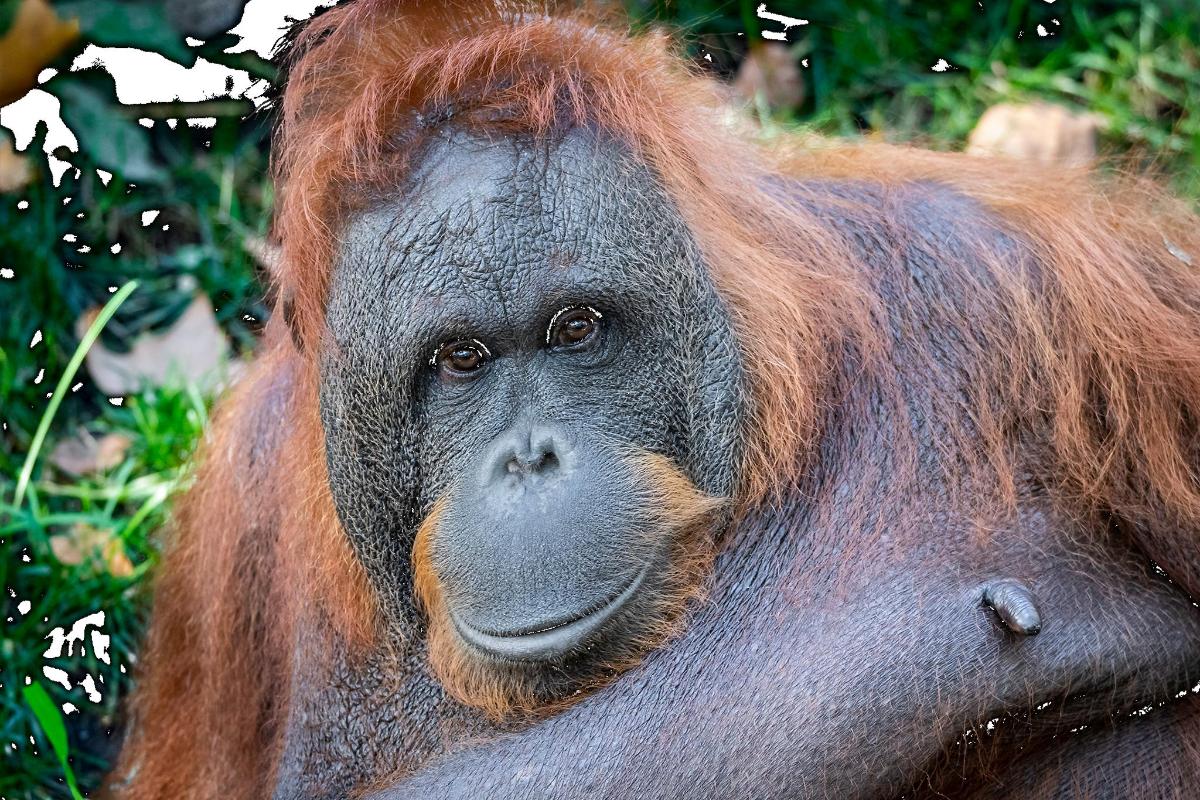 an orangutan is looking at the camera