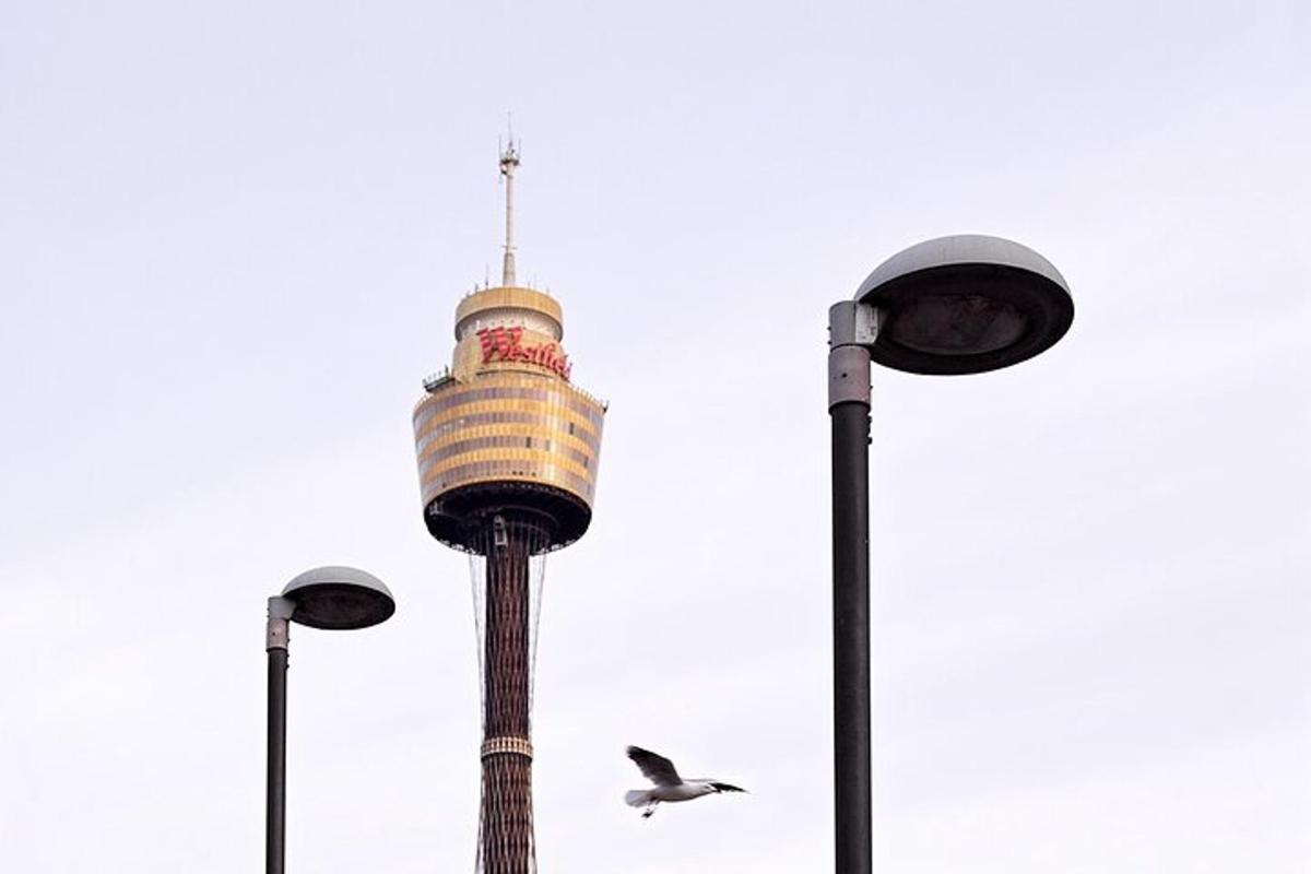 a bird flying past the sydney tower
