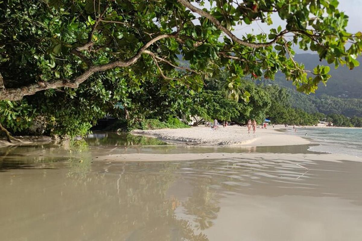 a beach with trees and people on the sand and water