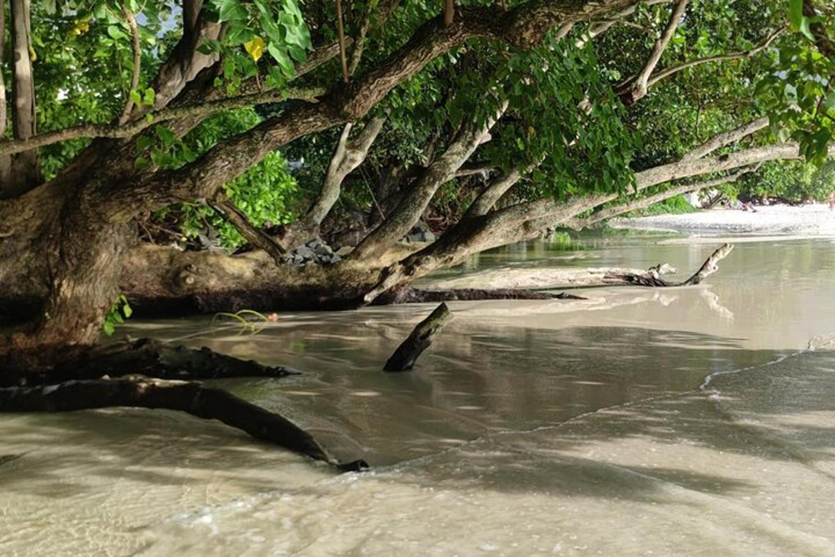 a tree in the water next to a beach