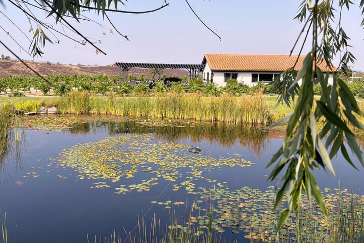 房子前面有睡莲叶的池塘