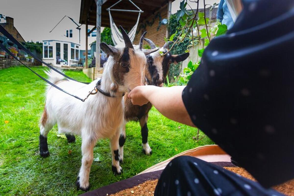 člověk hladí kozu na vodítku