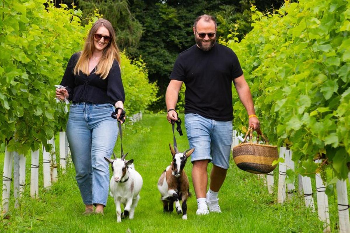 muž a žena venčící kozy vinicí