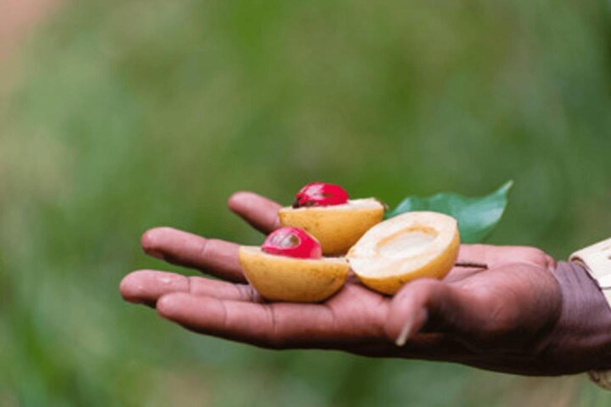 a person holding a handful of fruit in their hand