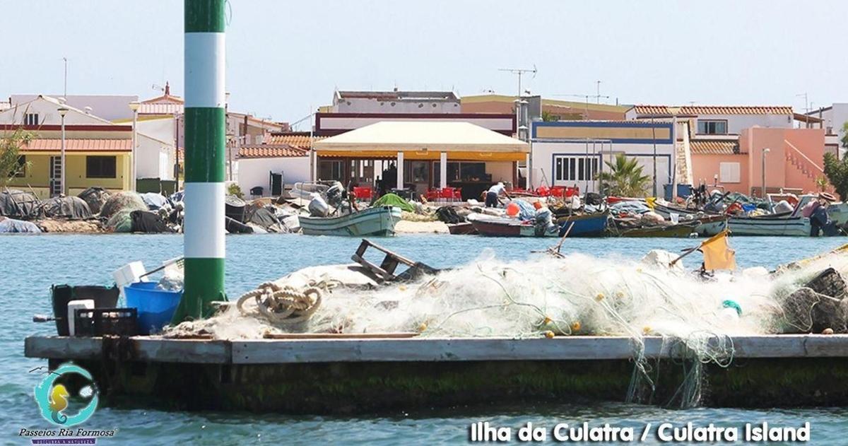 a group of animals laying on a dock in the water