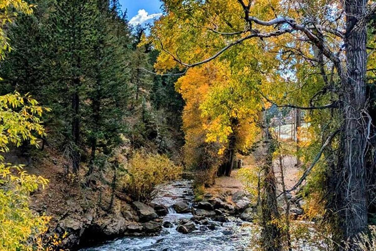 a river in the middle of a forest with trees