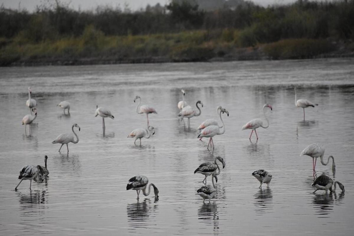 a flock of flamingos standing in the water