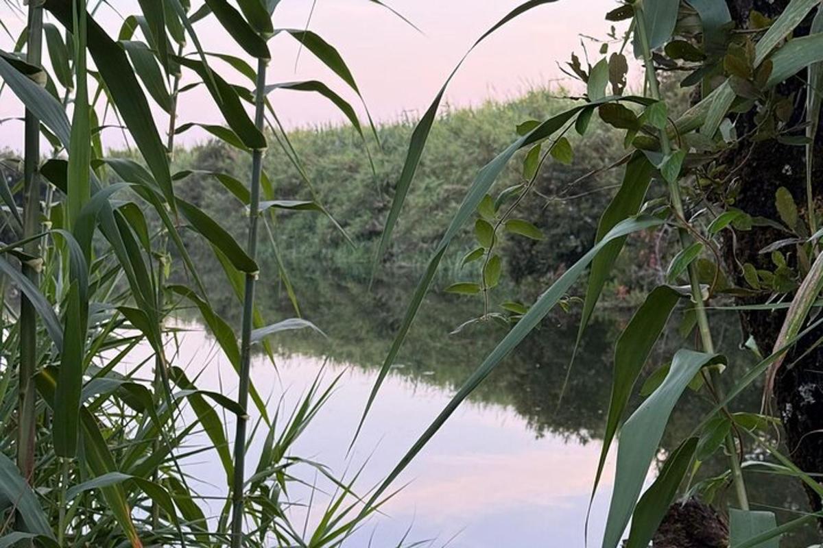 a view of a body of water through some plants