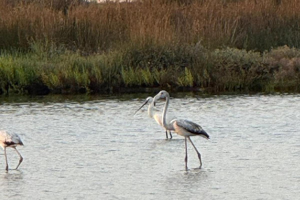 two birds walking in a body of water