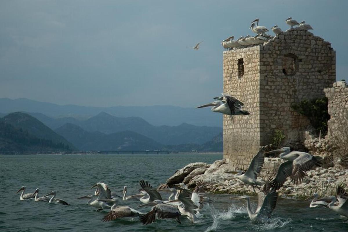 hejno ptáků na věži ve vodě