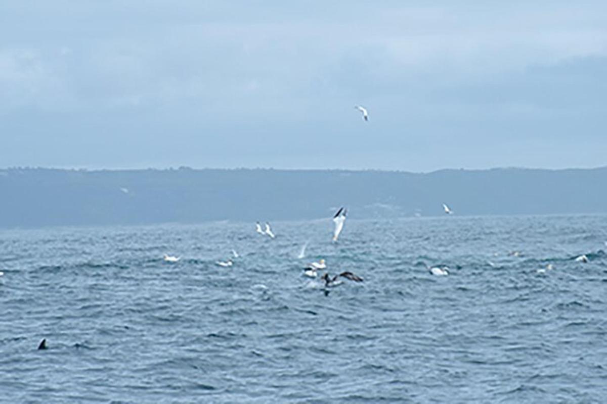 一群鸟儿在水面上飞翔