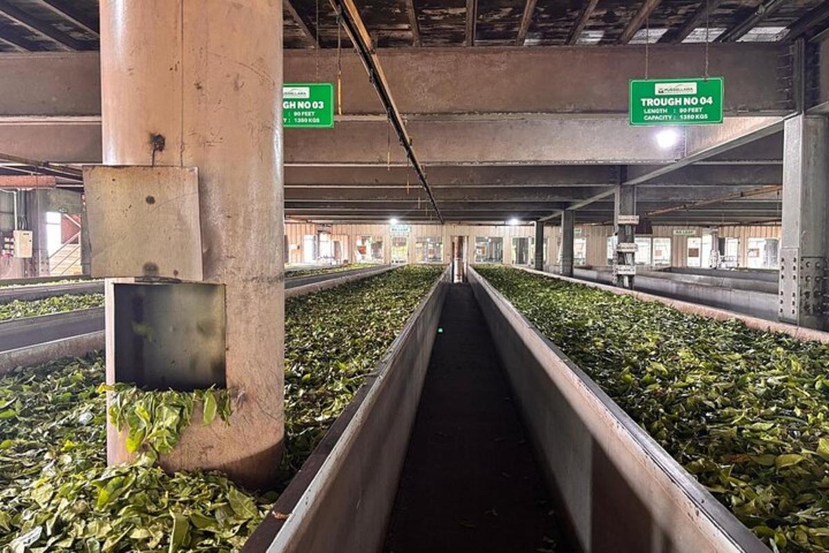 a farm with green plants in a building