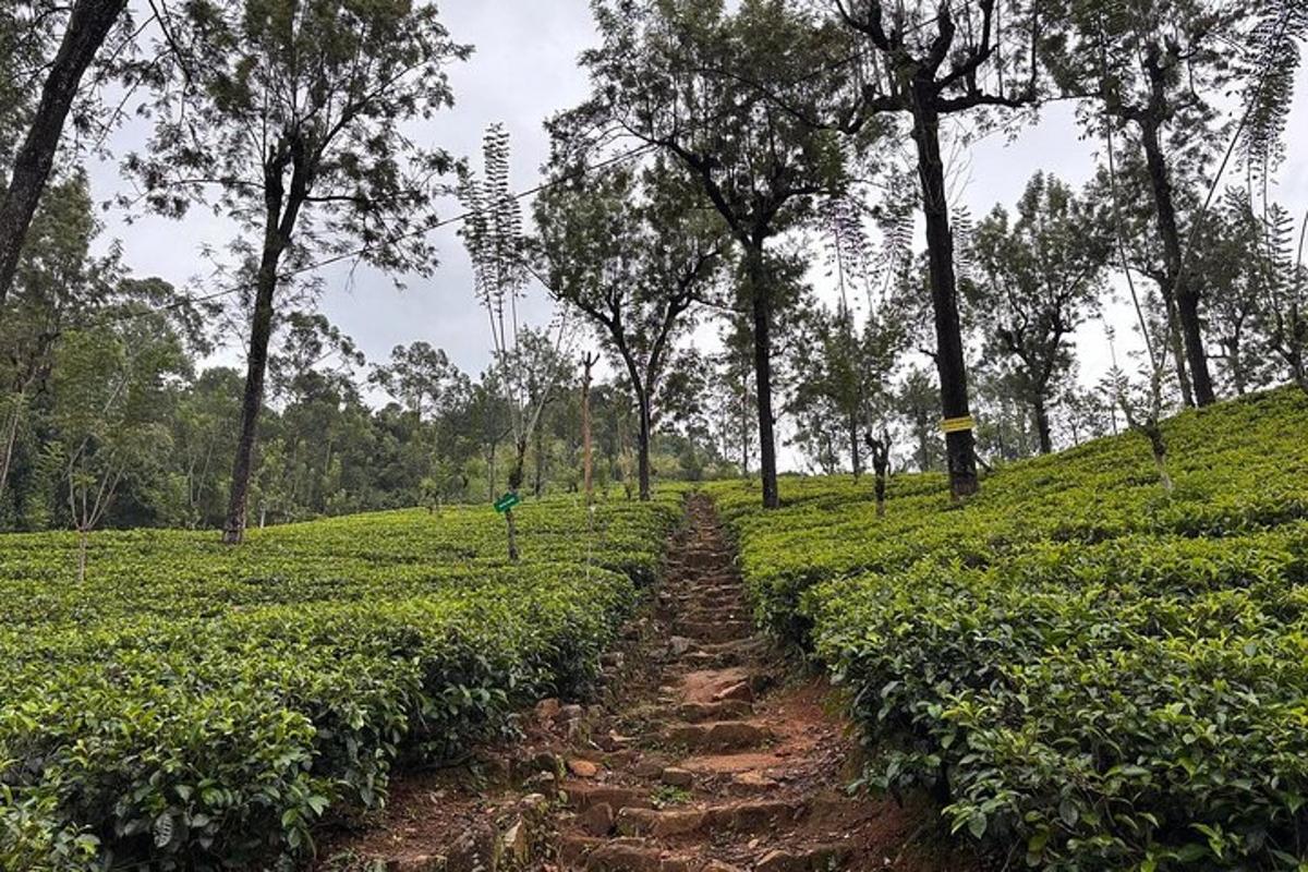 a dirt road in a tea plantation with trees