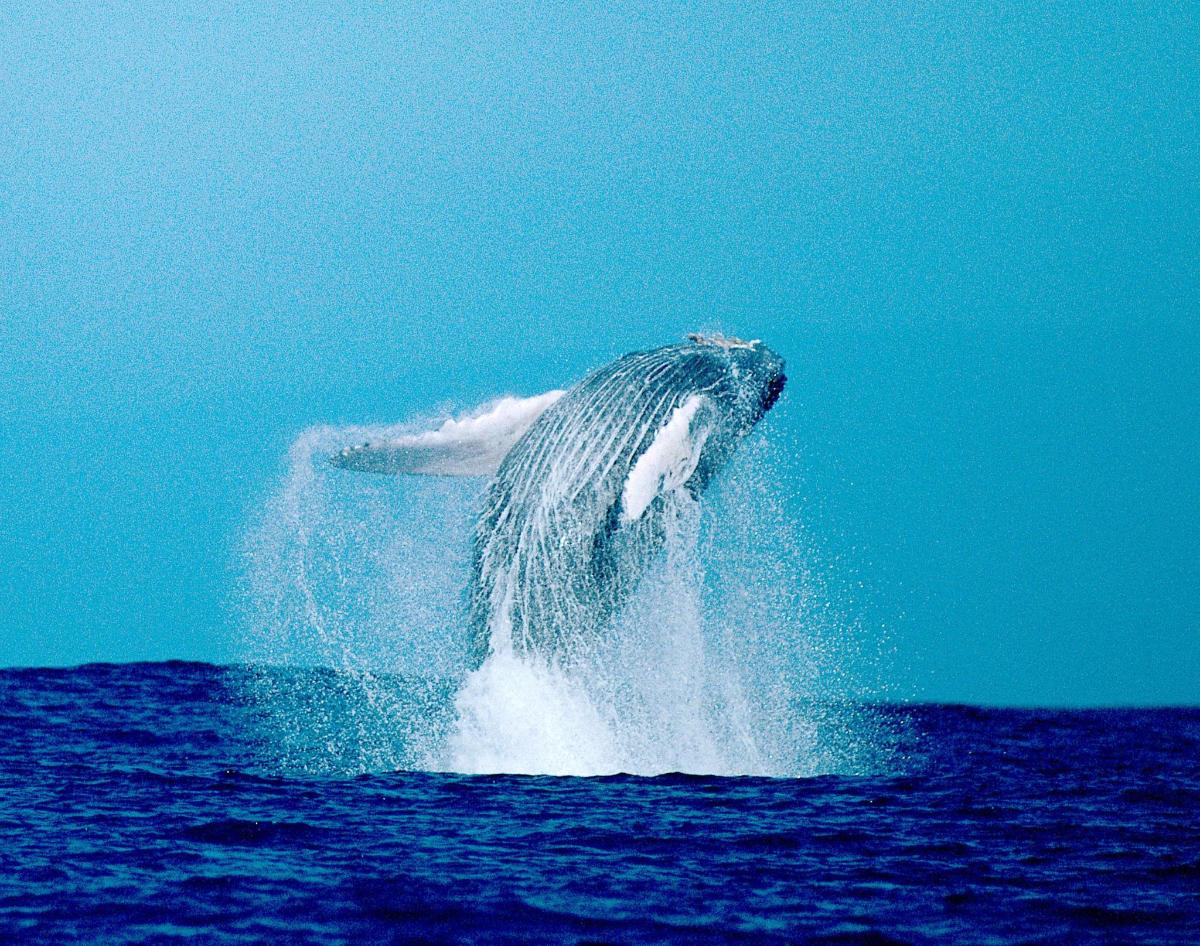 a dolphin jumping out of the water