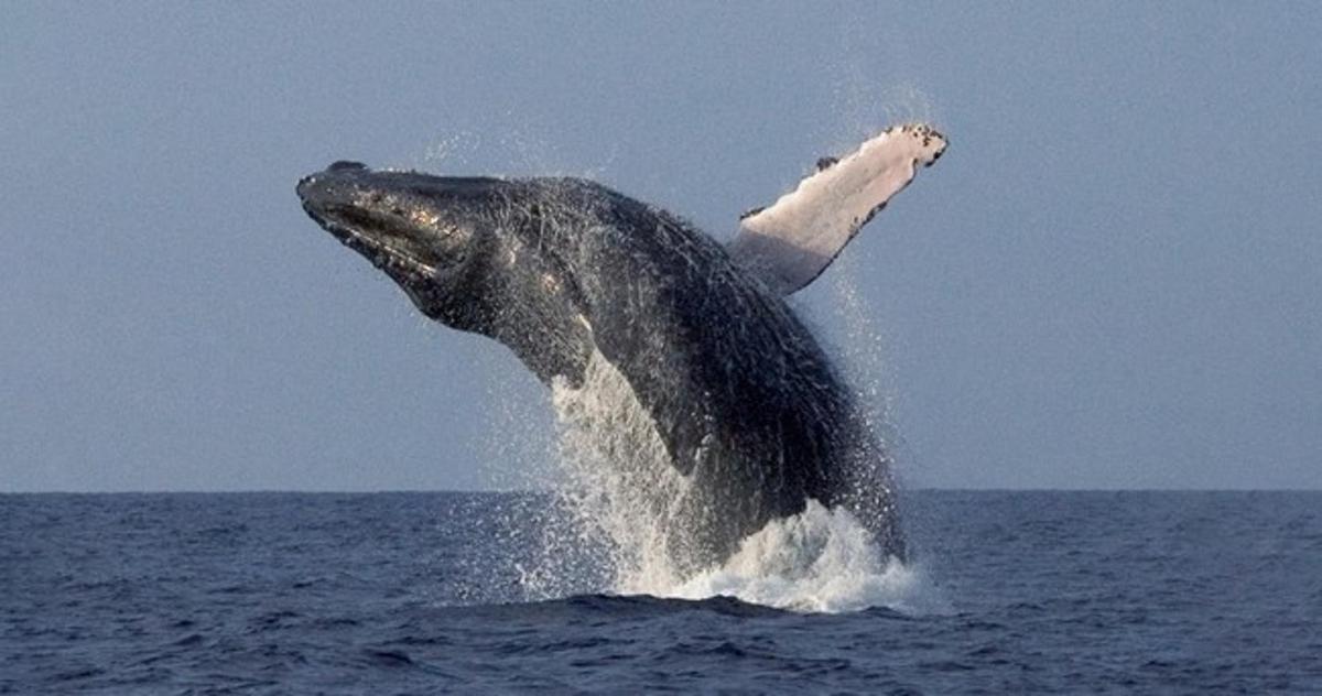 a dolphin jumping out of the water