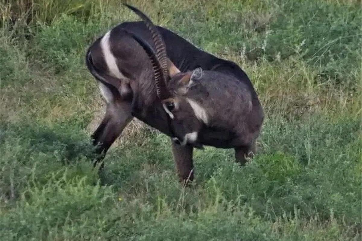 gazela stojící v travnatém poli