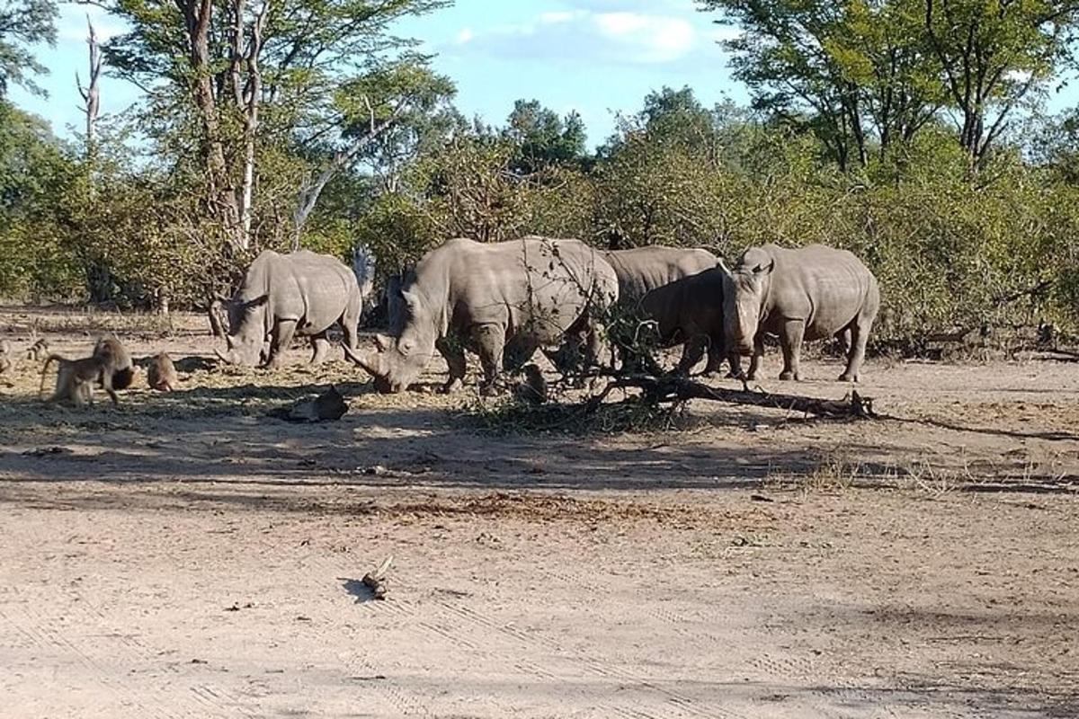 skupina slonů stojících na poli