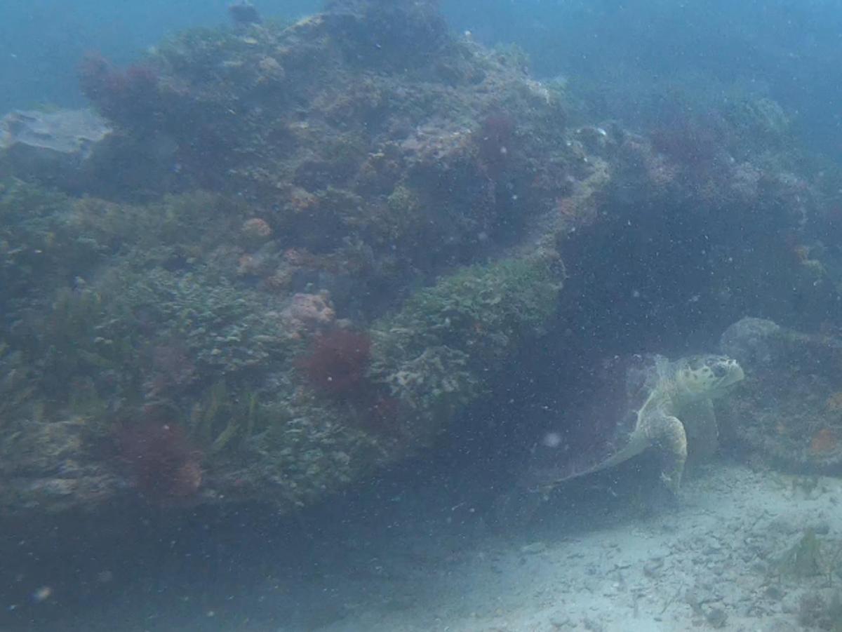 a green sea turtle swimming in the ocean