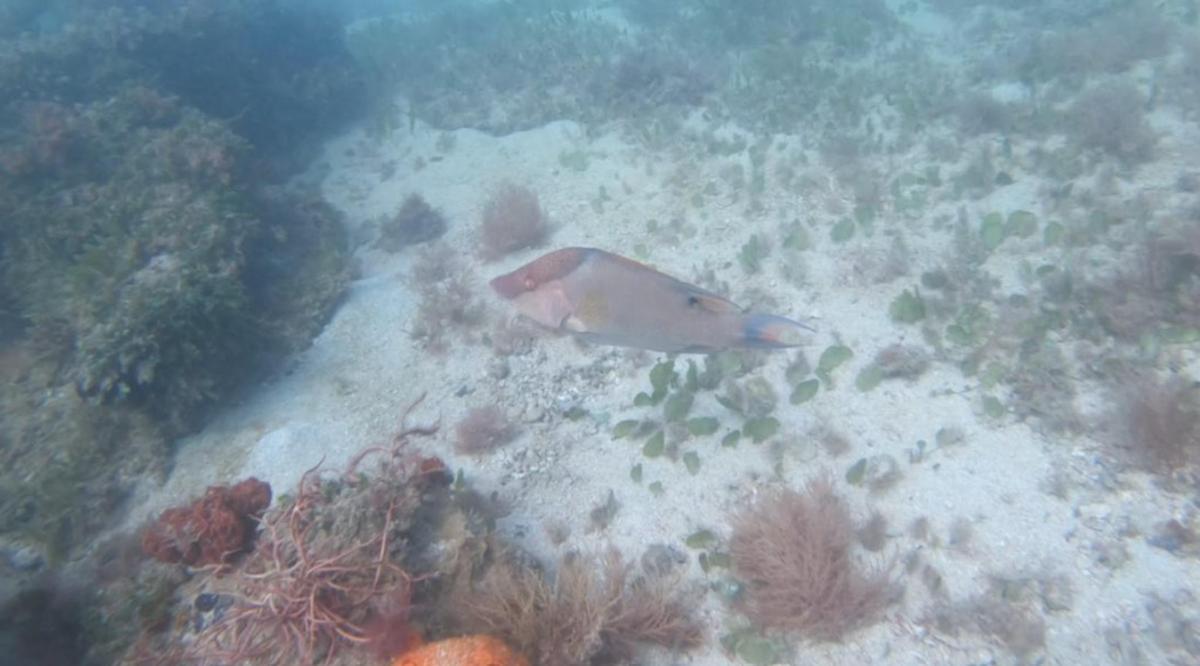 a fish is swimming over a coral reef
