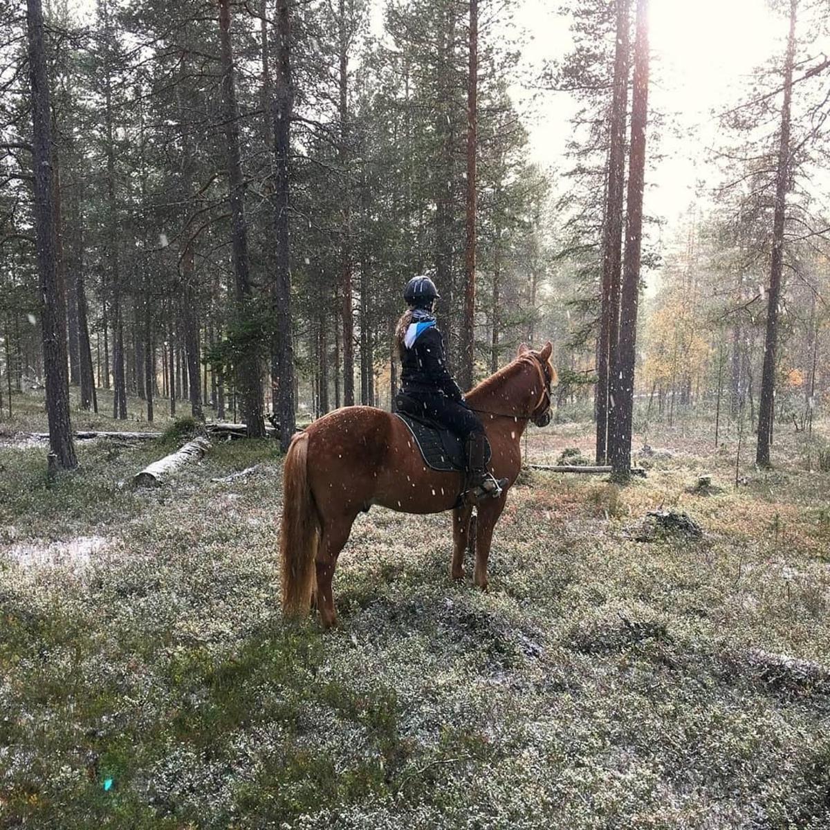 a person sitting on a horse in the woods