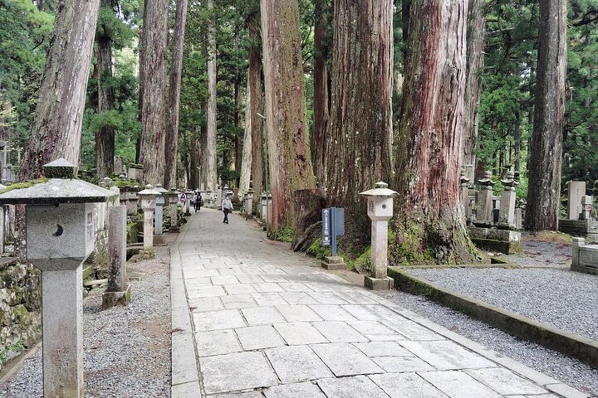 一个人在公园里沿着树木繁茂的小路行走