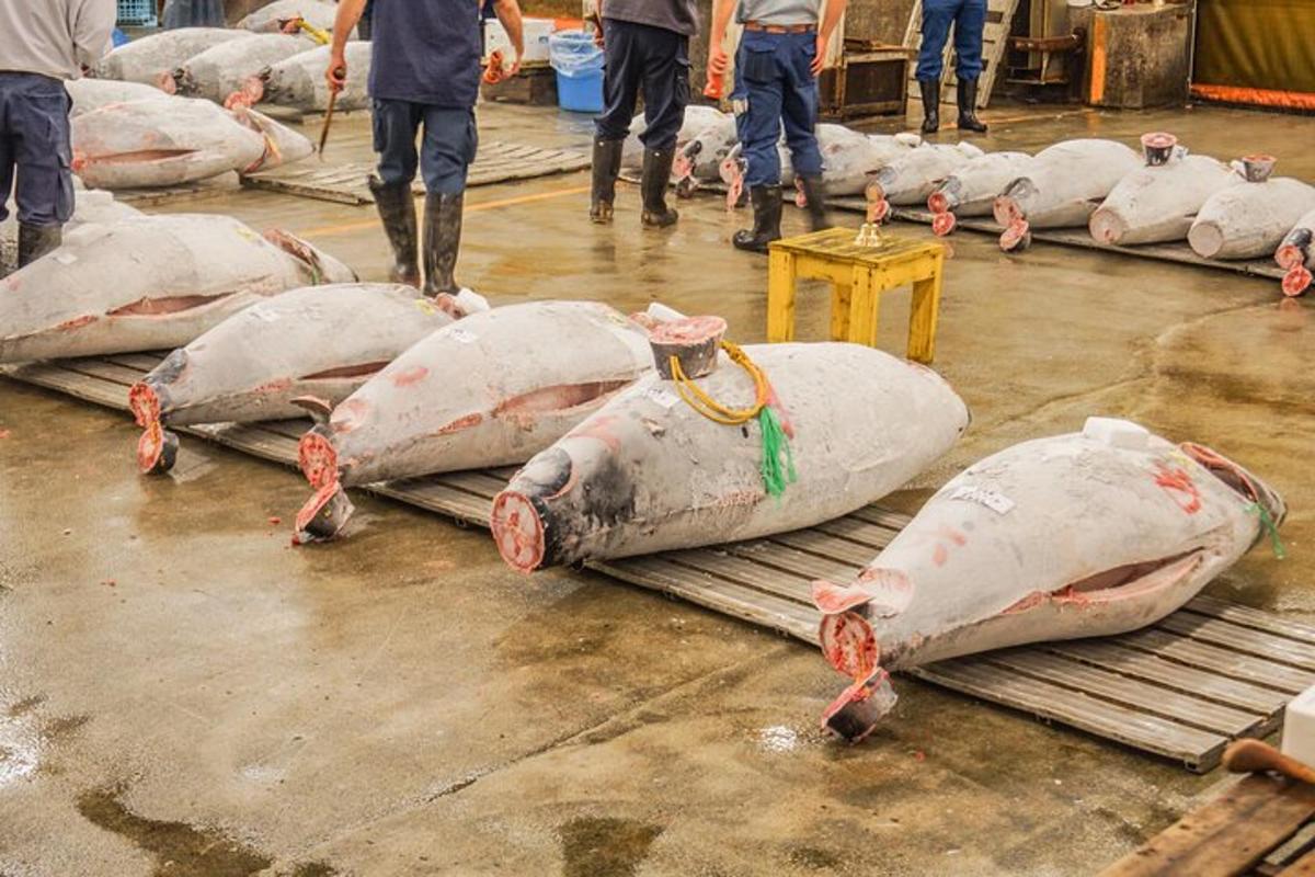 Un grupo de tiburones muertos tendidos en el suelo