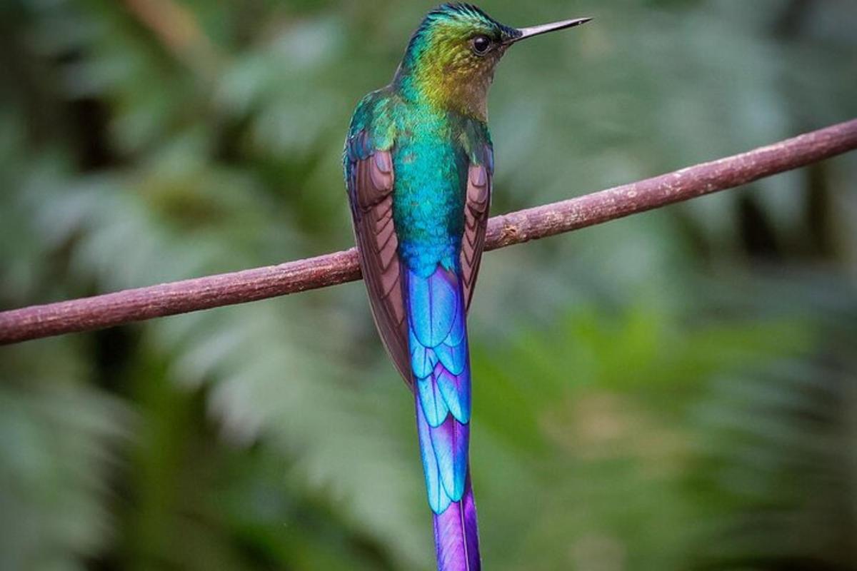 a colorful hummingbird sitting on a rope