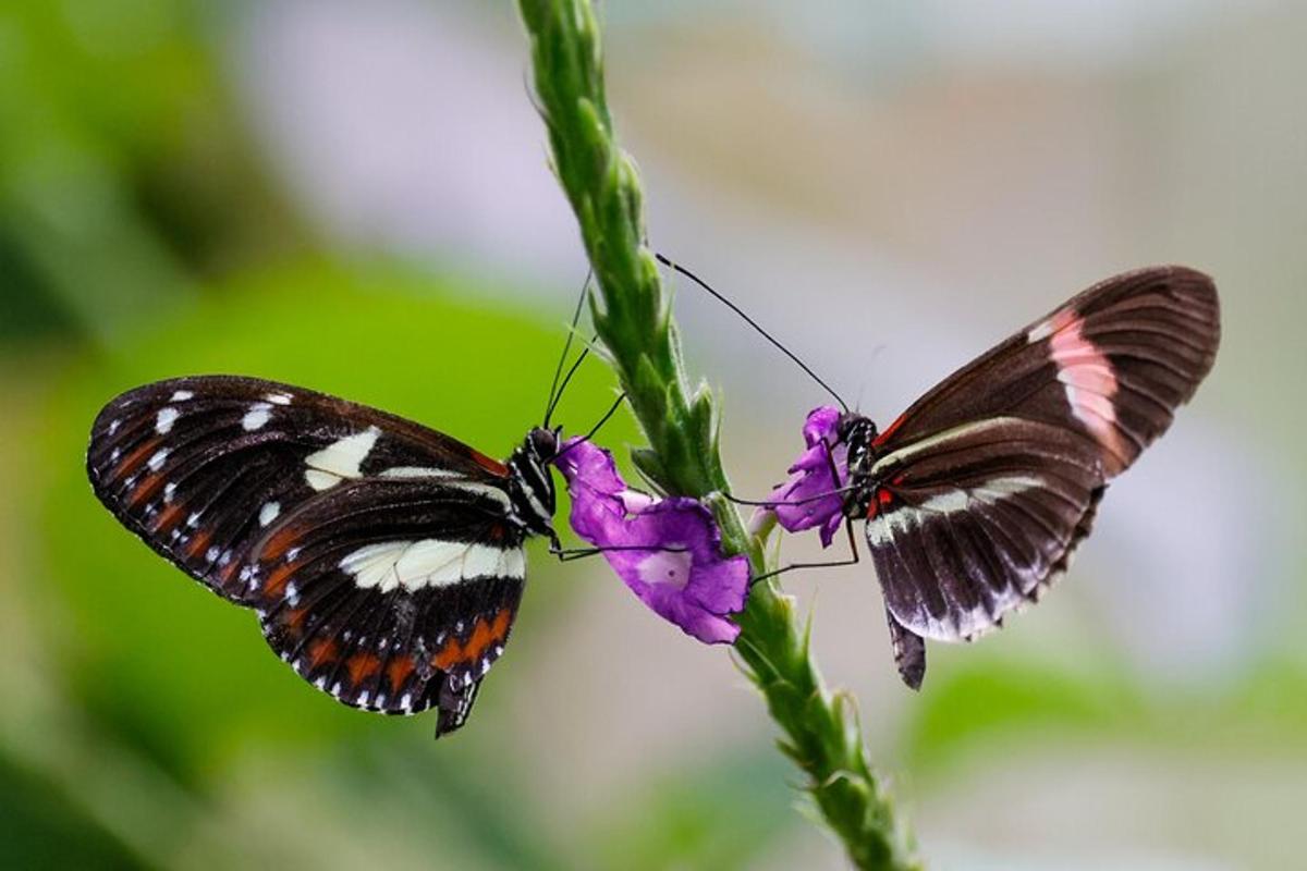 two butterflies are sitting on a purple flower