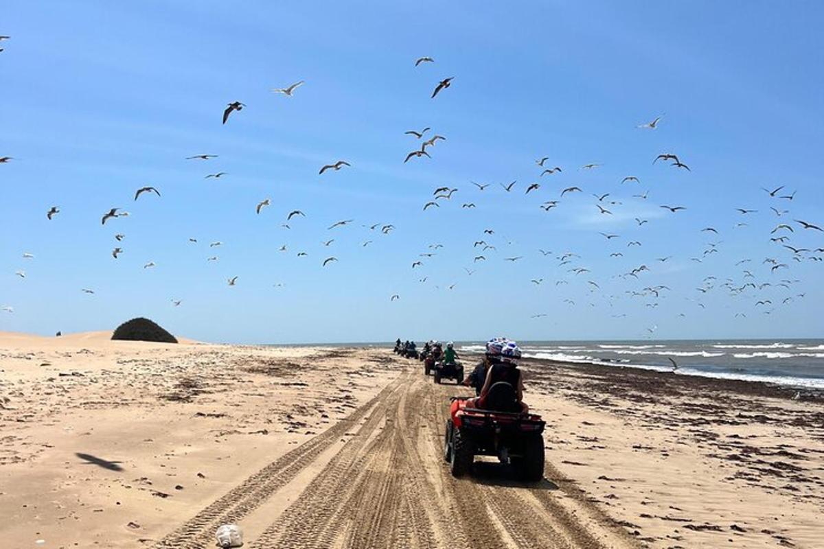 一群人骑着摩托车在有鸟的海滩上